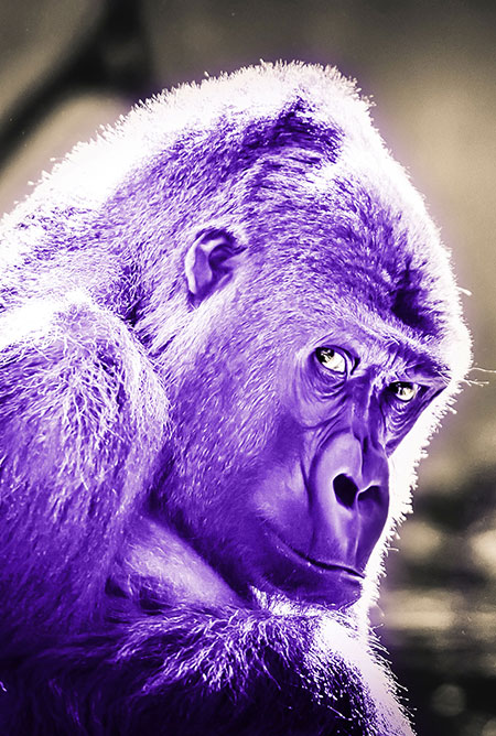 purple-gorilla