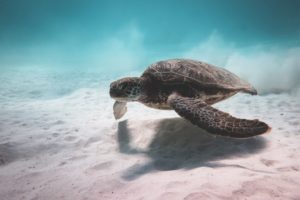 sea-turtles-seem-to-always-go-with-the-flow